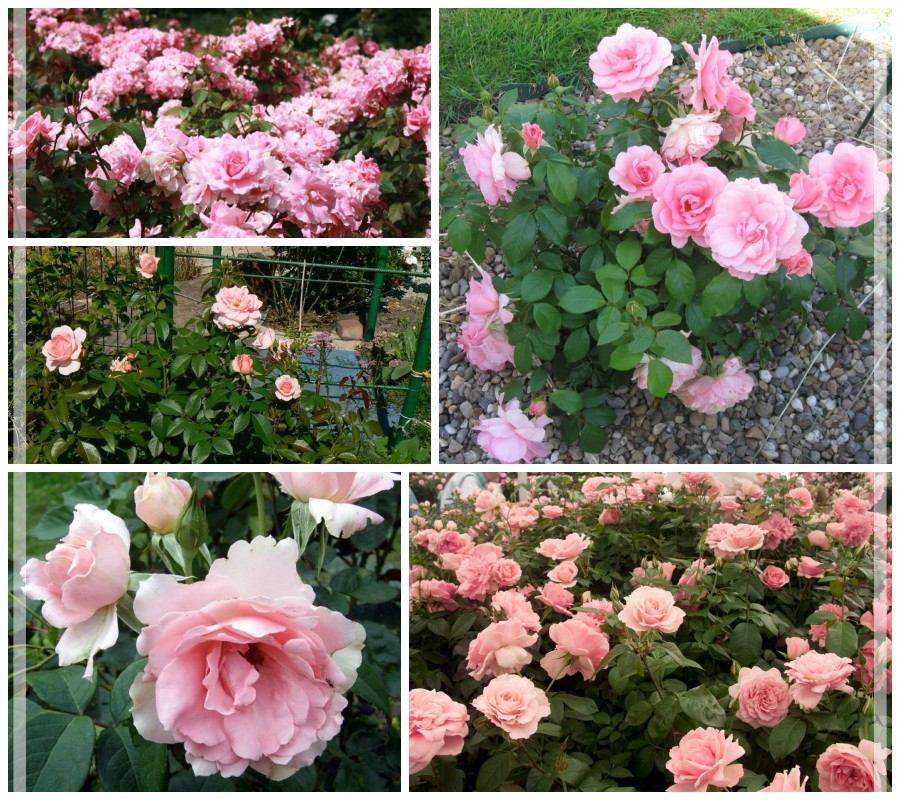 You're Beautiful róże rabatowe